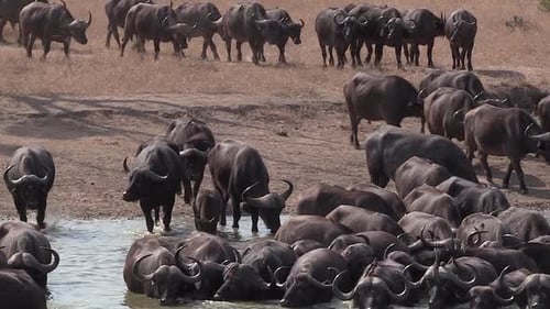 Los búfalos africanos del Cabo llegan a Waterhole para beber, estación seca.