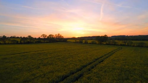 Niedriger Flug über ein gelbes Rapsfeld bei Sonnenuntergang