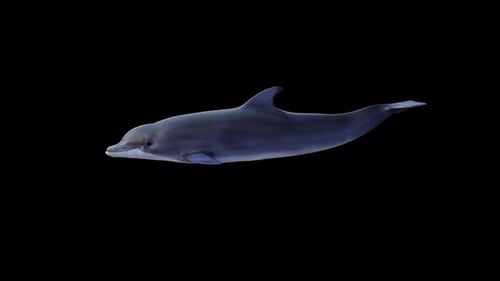 Delfinschwimmen mit seitlicher Sicht