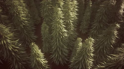 Field of Green Medial Cannabis