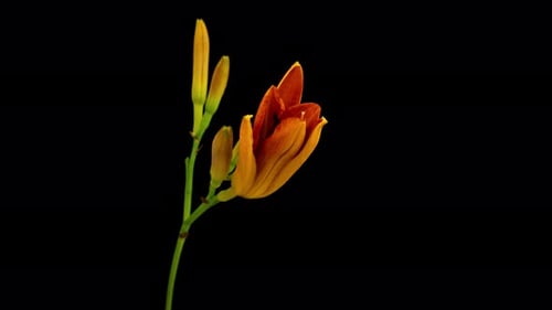 Orange Daylily Blooming Time Lapse on Black