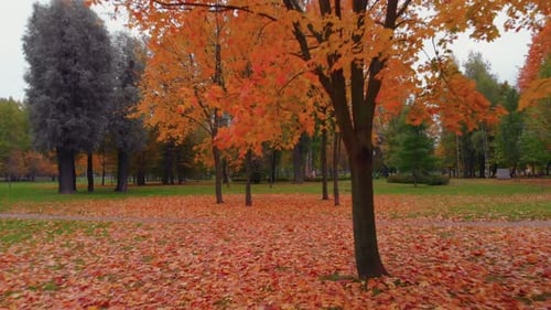 The Beauty of an Autumn Park in St