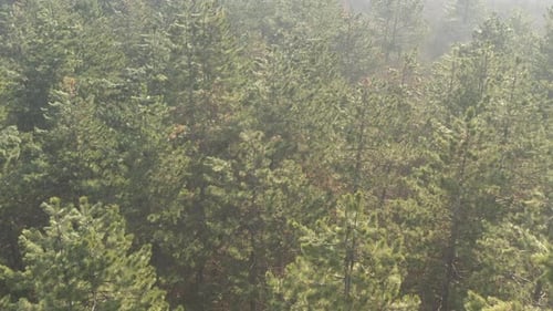 Slow flight above the tree tops of coniferous woods 4K drone video