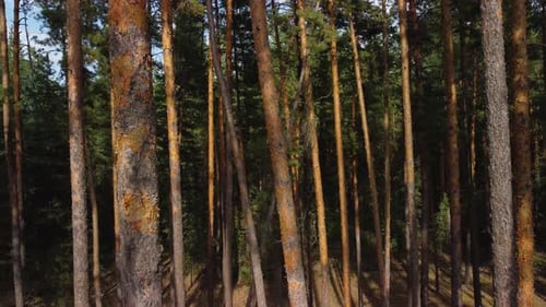 Baumstämme in einem Pinienwald