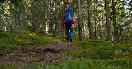 Hiker Walking Along Forest Path With Backpack