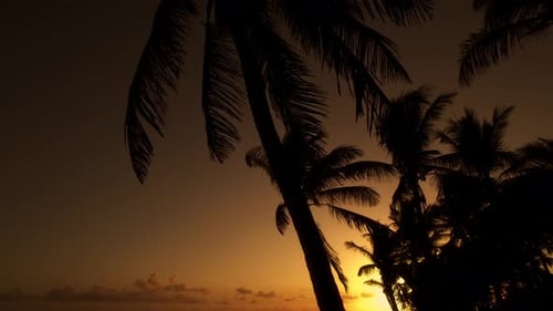 Sonnenuntergang im Gegenlicht mit Palmen auf der tropischen Insel