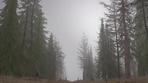 Flying Through Forest