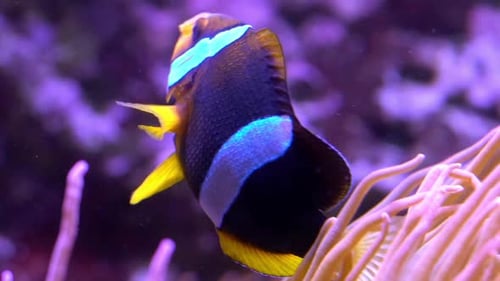 Yellowtail Clownfish swimming