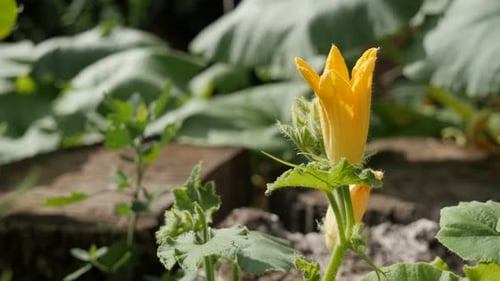 Cucurbita pepo gelbe Blume Nahaufnahme 4K 2160p 30fps UltraHD-Aufnahmen - Kürbiskürbis-Pflanze in der