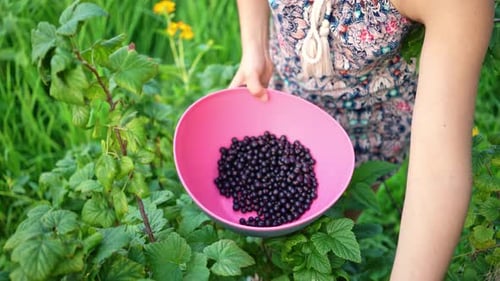 Girl Picking Fresh Berries in Summer Garden