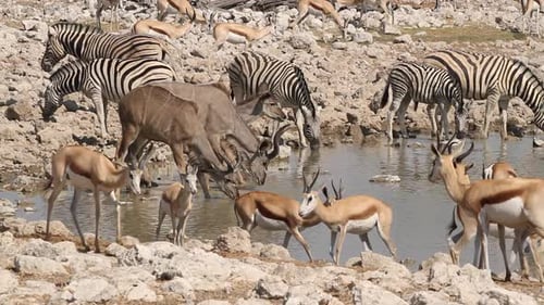 Zebras, Kudu, and Springbok Drinking at Waterhole
