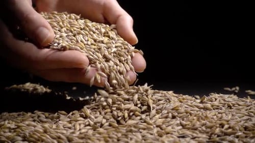 Hands Poring a Pile of Grain Seeds