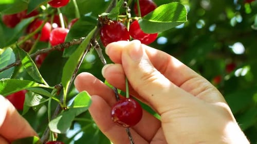 The woman is harvesting the cherry. Juicy ripe red cherries on the tree. Cherries in the garden