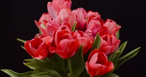 Vibrant Red Tulips Blooming Against Black Background