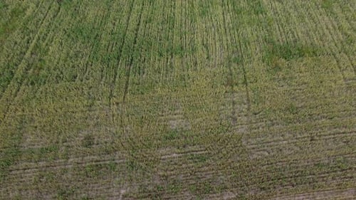 Aerial View on Green Wheat Field in Countryside