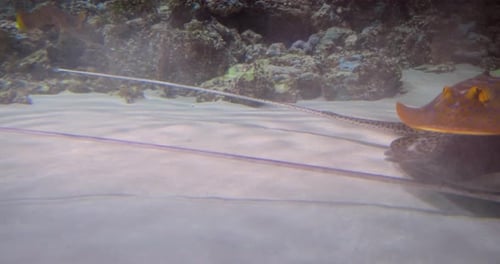 Stingrays Glide Gracefully Along Ocean Floor