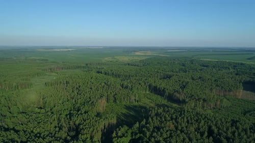 Aerial View Forest and Deforestation in Summer Drone Flying Over Green Trees