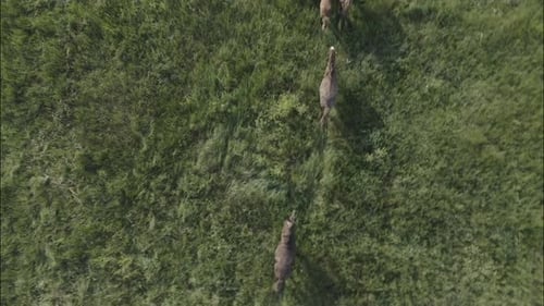 Chevaux sauvages qui courent des Mustangs sauvages sur l'herbe verte
