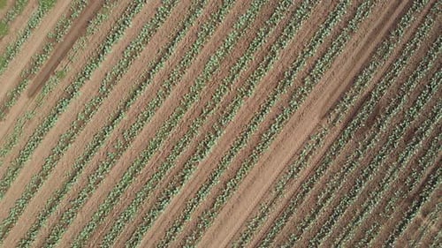 Aerial View of the Vegetable Field