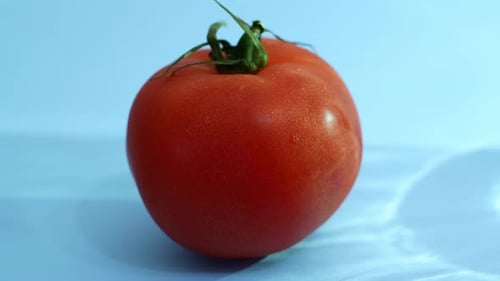 Tomate mûre rouge sur fond bleu. Légumes biologiques