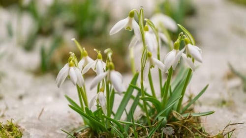 Spring