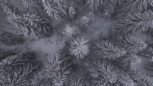 Winter Forest Snow Carpathian Top Down View on Pine Trees Aerial Drone Video