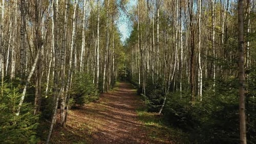 Forest Trail Road