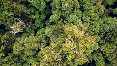 Top-down rainforest aerial view