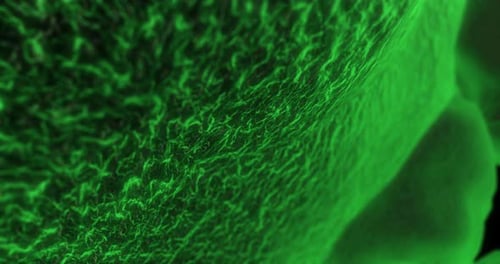 Organic Cell in Human Tissue