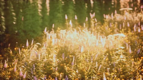 Wild Field Flowers at Summer Sunset