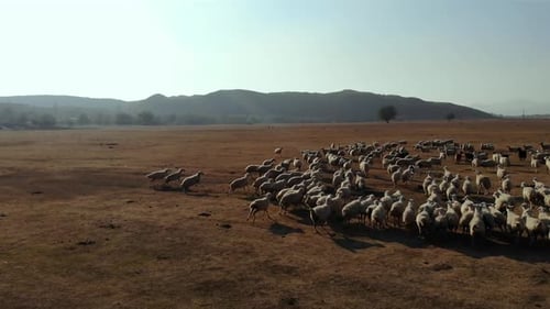 Herd of Sheep in the Field