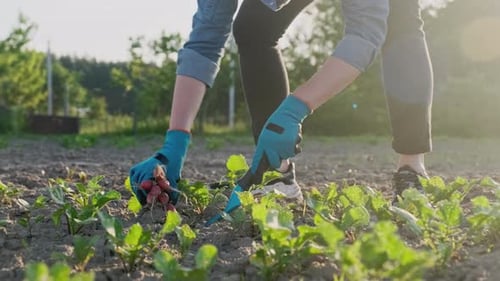 Close-up Hands of Female Gardener in Gloves Harvesting Crop of Red Radish in Vegetable Garden