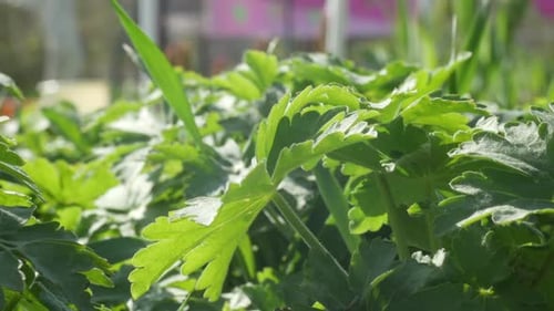 Plante verte d'été dans la cour