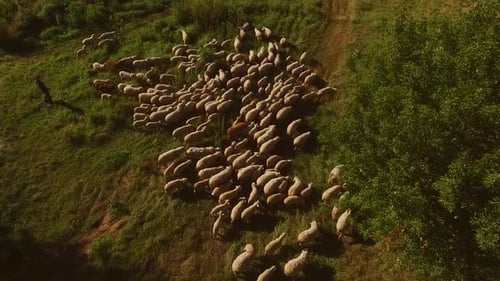 Mann und Gruppe von Schafen.