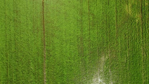 Rice Paddy Agriculture Field