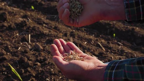 Hands Filling with Seeds on a Rural Farm