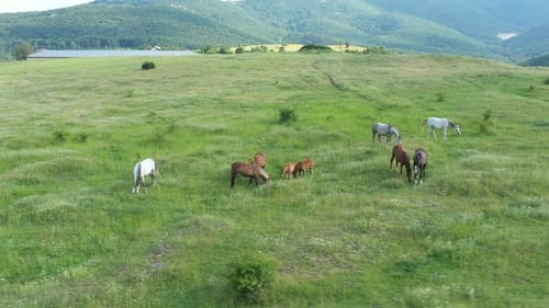 vista aérea, de, caballos
