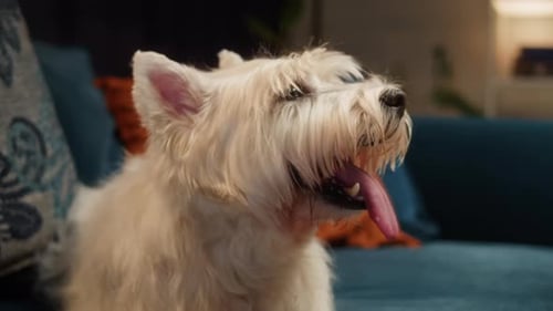 Fluffy White Dog Relaxing on Blue Couch Indoors