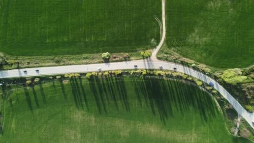 Aerial View on Green Wheat Field in Countryside