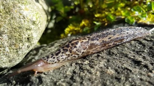 Leopardenschnecke auf einem Felsen bewegt sich vorwärts