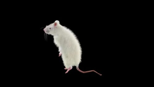 Animated White Rat Standing and Grooming Loop with Alpha