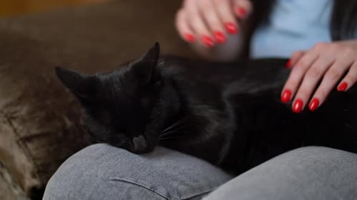 Woman Pets Sleeping Black Cat on Lap Indoors