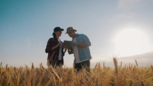 Two Farmers Talking in a Wheat Field Against Blue Sky. Team Farmers Stand in a Wheat Field with