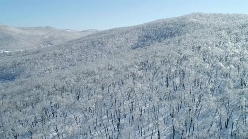 Aerial View of a Frozen Forest with Snow Covered Trees at Winter