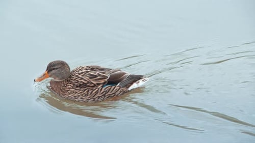 Schöne Mandarinenente schwimmt auf See oder Fluss