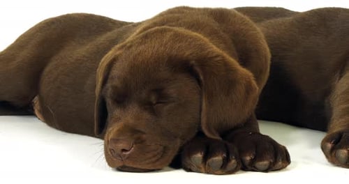 Brauner Labrador Retriever, Welpen auf weißem Hintergrund, Normandie, Zeitlupe 4K