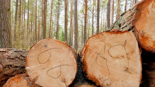 Freshly Cut Logs Stacked in a Green Forest