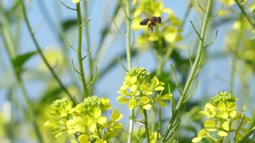 Bee Pollinating Yellow Flowers on a Sunny Day
