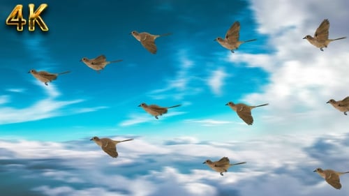 Realistic Flying Birds Motion Graphic Overlay