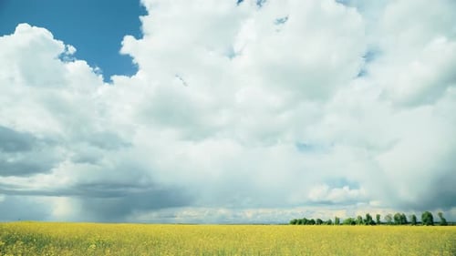 Dramatic Sky With Rain Clouds On Horizon Above Rural Landscape Camola Colza Rapeseed Field